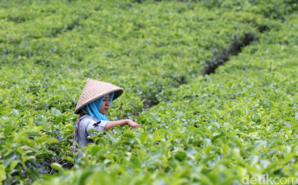 Potensi Sektor Perdagangan dan Jasa